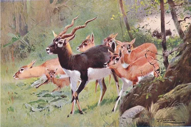 Black Buck, fra Wildlife of the World utgitt av Frederick Warne & Co, ca. 1900